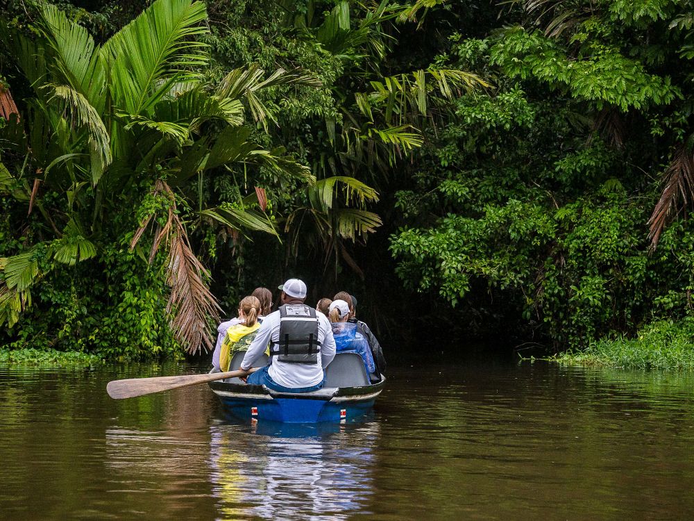 Oplev dyrelivet i Tortugueros frodige jungle