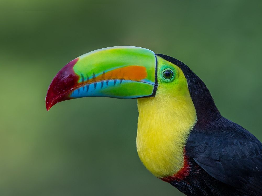 Aber, dovendyr og farverige fugle