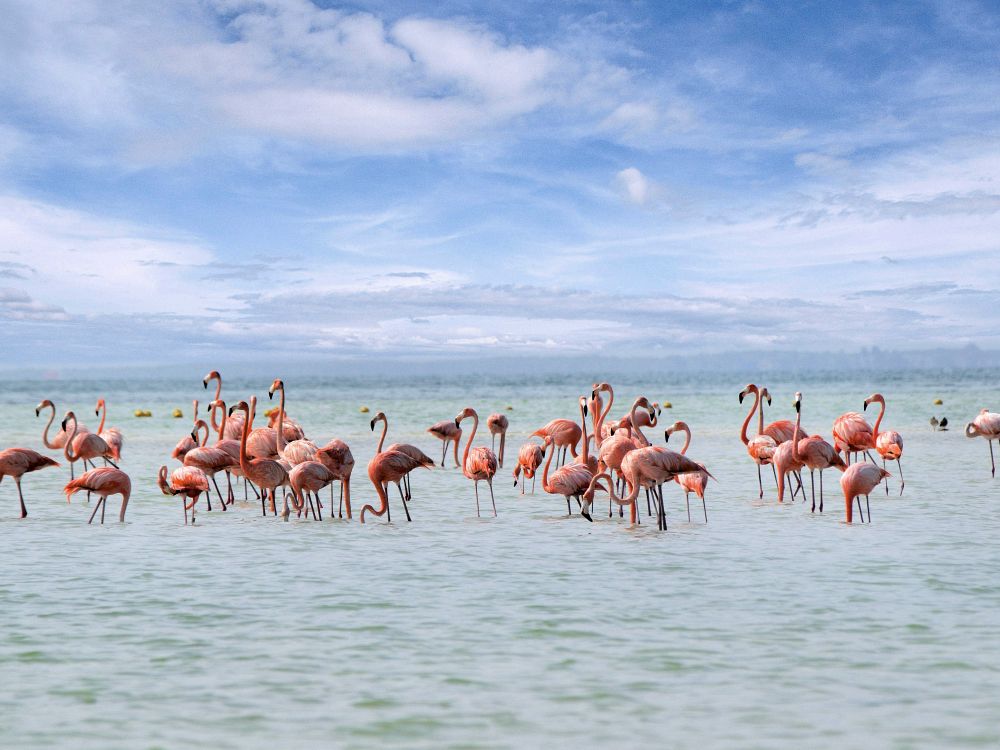 Spot flamingoer i Rio Lagartos