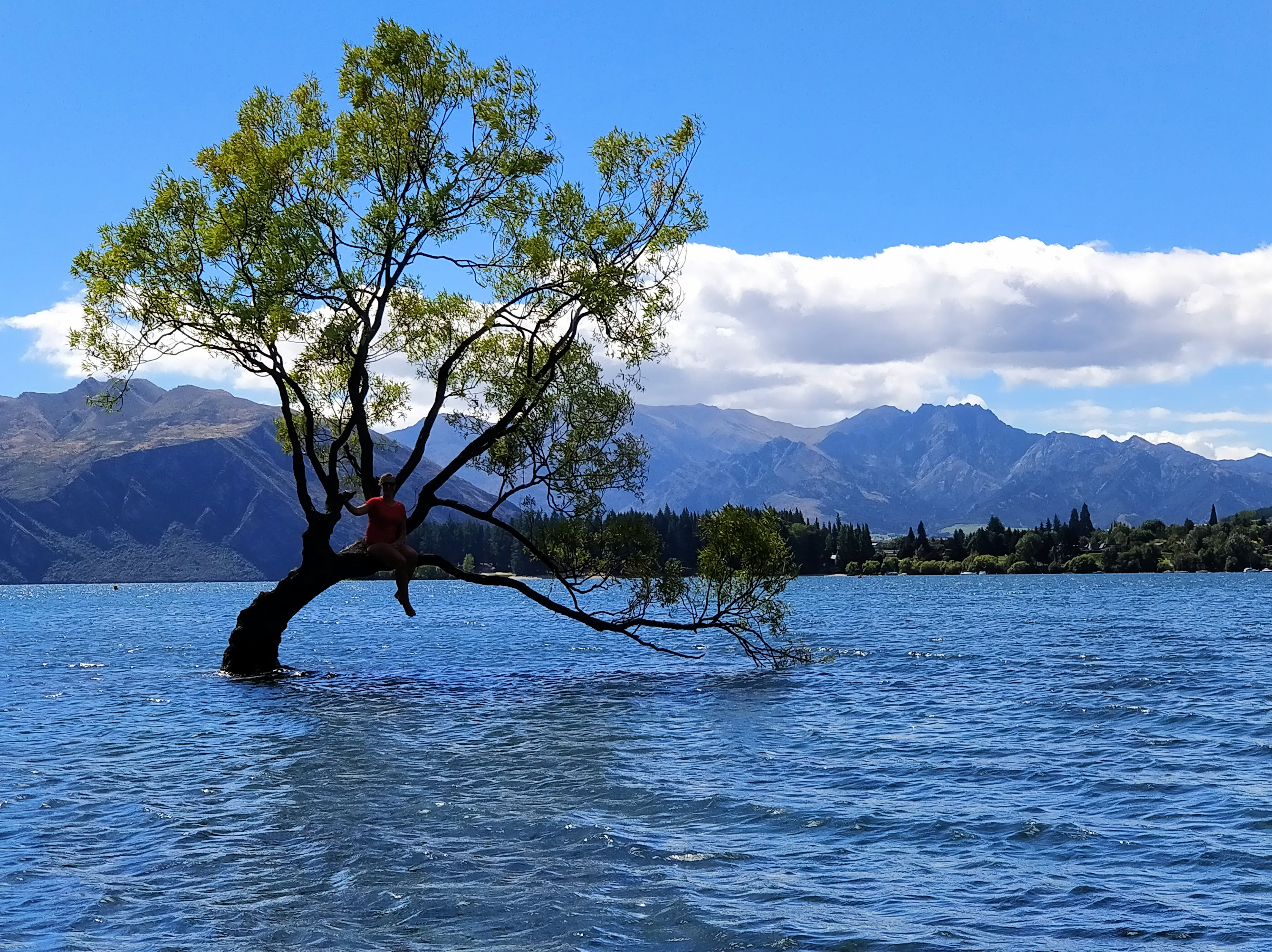 Det berømte Wanaka Tree
