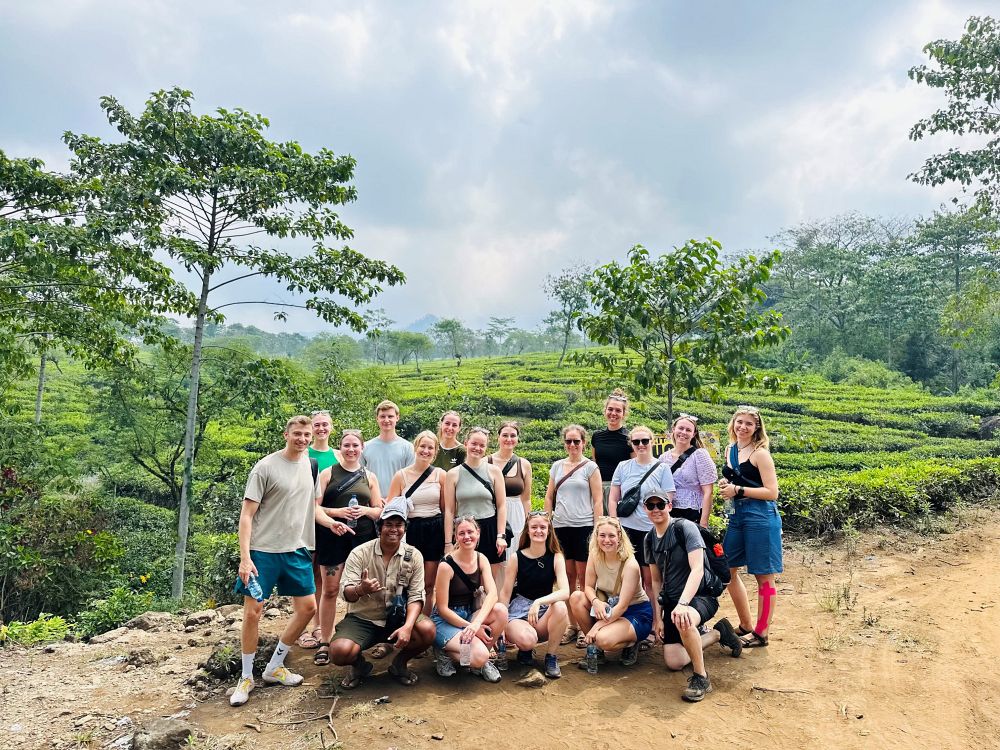 Grønne teplantager i Malang