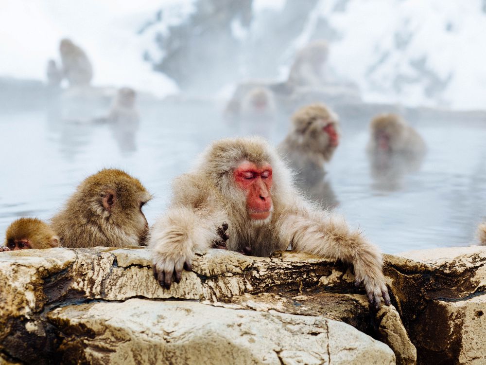 Sneaberne i Jigokudani – helt tæt på
