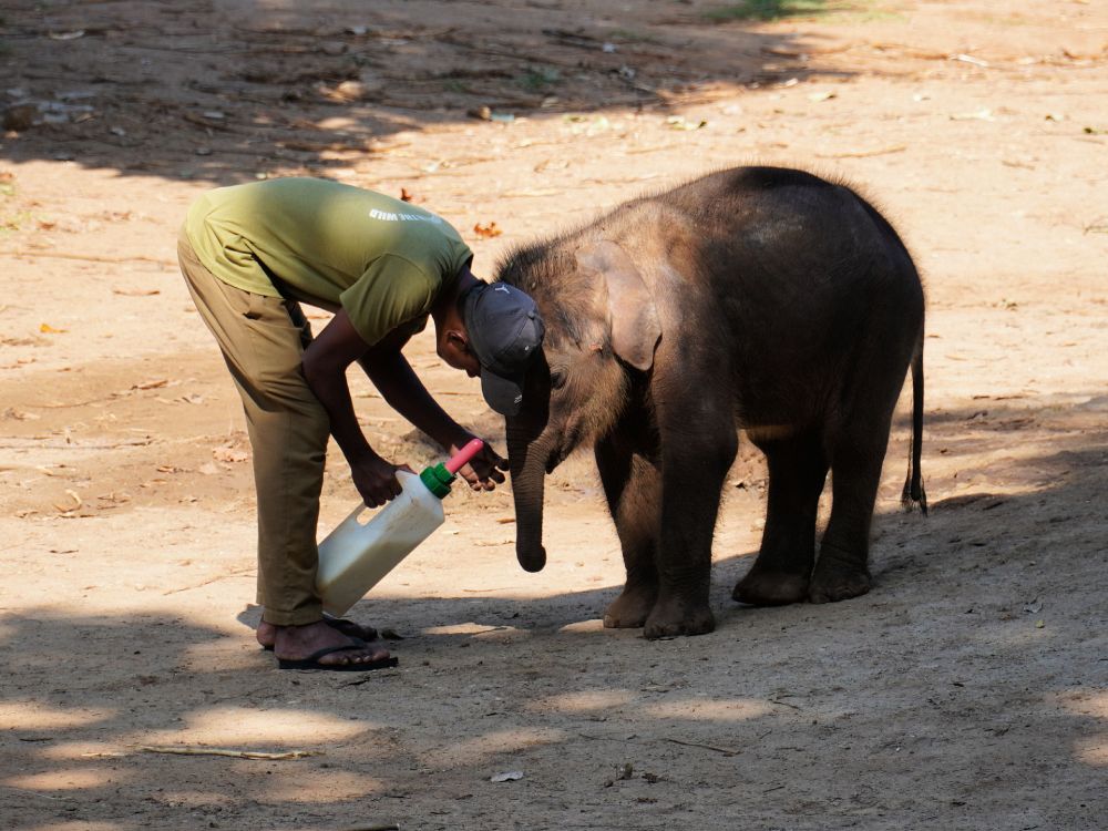 Besøg elefantungerne på Elephant Transit Home