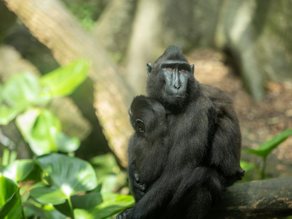 Oplev Sulawesis unikke dyreliv