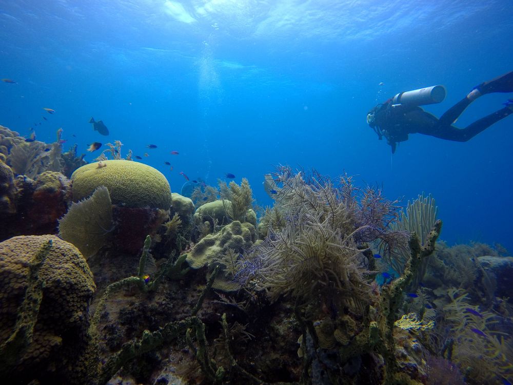 Dykning i verdensklasse på Bunaken