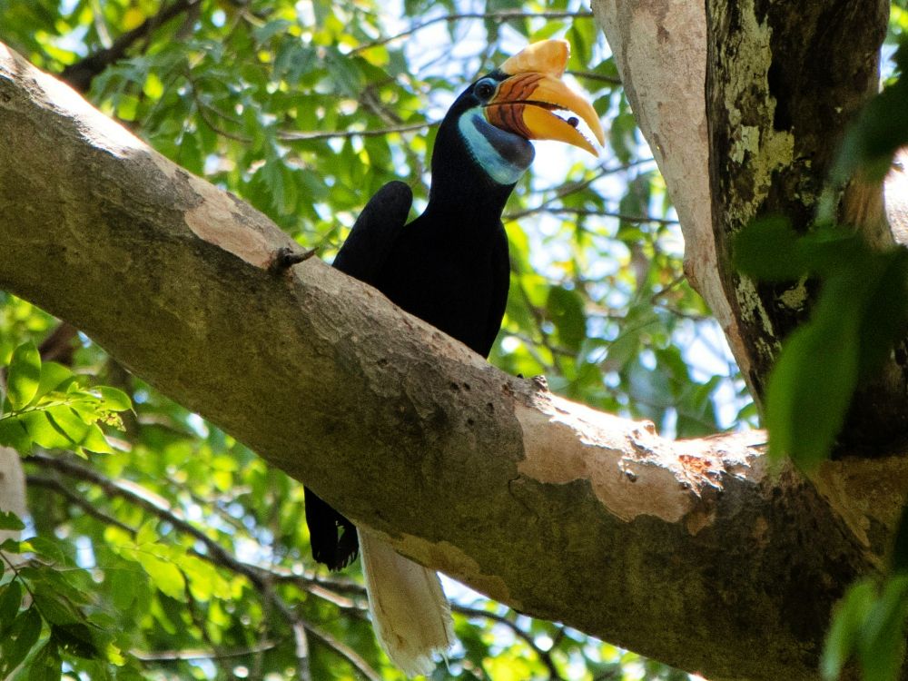 Spot næsehornsfugle i Tangkoko