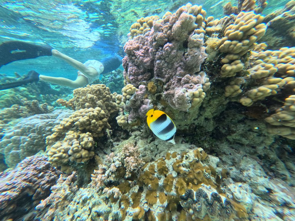 Snorkling ved smukke koralrev