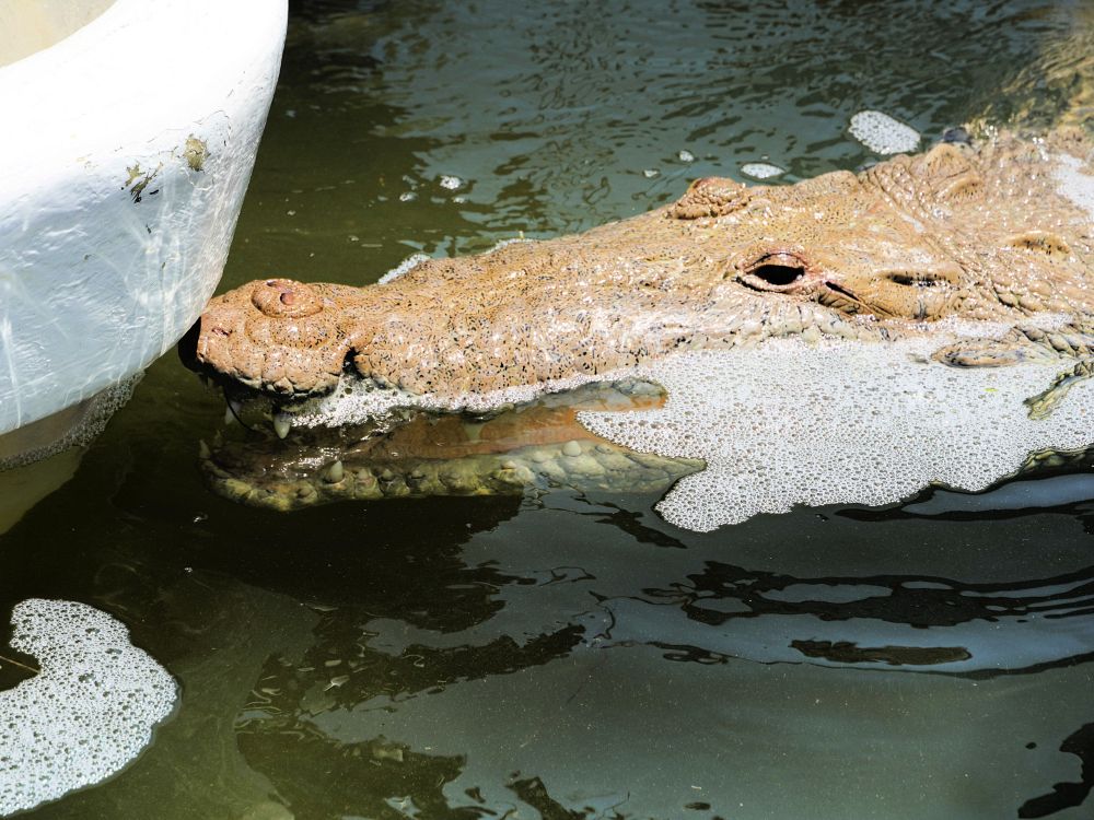Spot krokodiller ved Rio Lagartos
