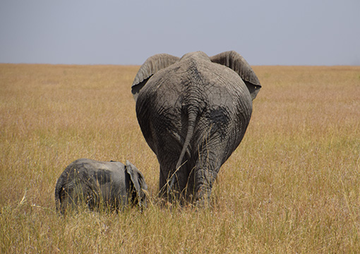Tanzania